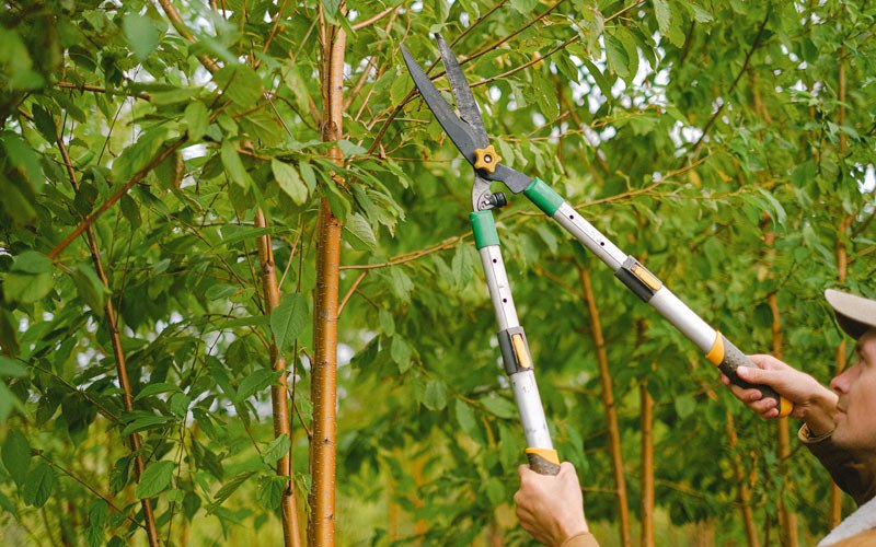 Tree trimming in Tigerton, WI