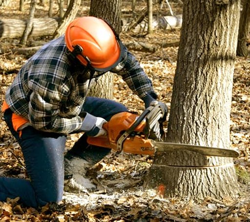 Tree Removal in Tigerton, WI